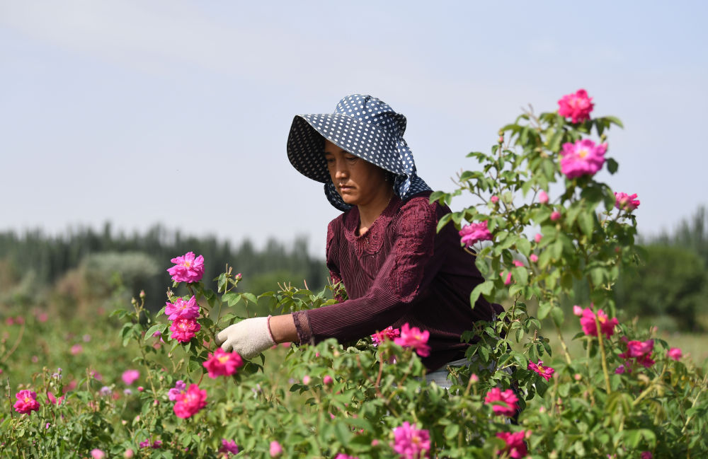 5月20日，新疆和田地区于田县阿热勒乡阿德让村，村民在整理玫瑰花瓣。
